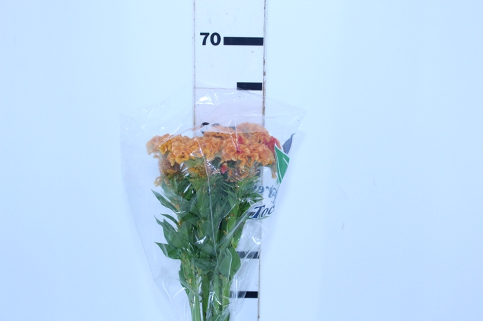 CELOSIA CRISTATA ORANGE QUEEN 060 CM LARANJA