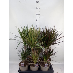 Dracaena   ...mix