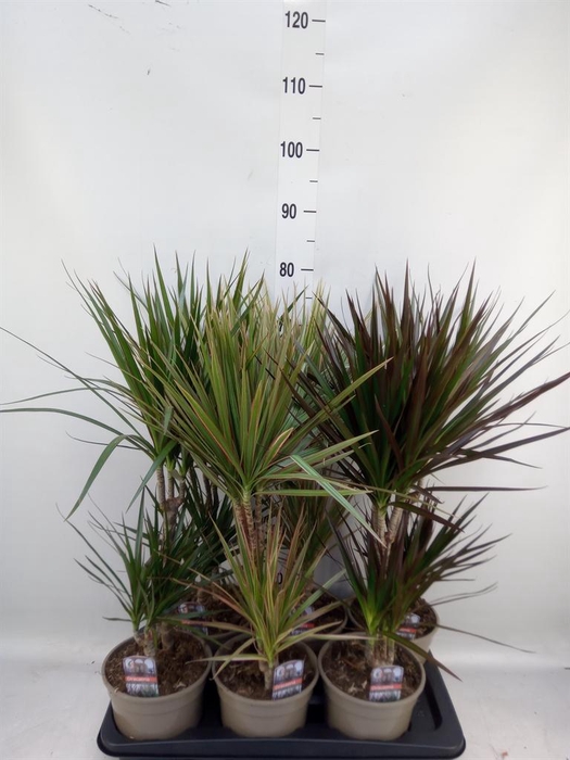 <h4>Dracaena   ...mix</h4>