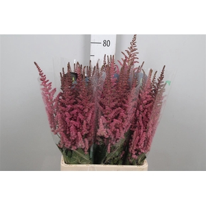 Astil C Vision Pink
