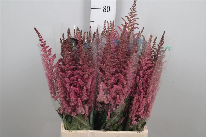 <h4>Astil C Vision Pink</h4>