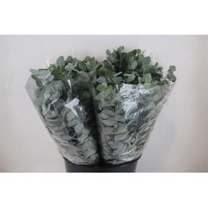 Euca Cinerea Short 150gr P Bunch