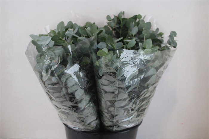 <h4>Euca Cinerea Short 150gr P Bunch</h4>