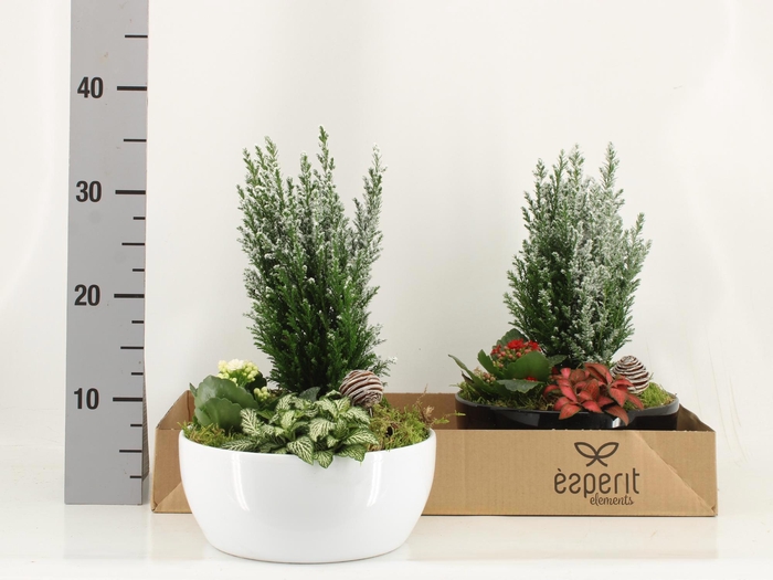 <h4>ARR KAMERPL</h4>