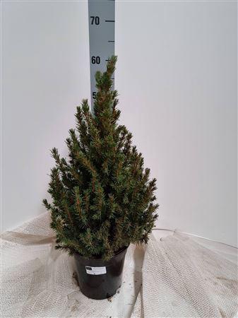 <h4>Picea Gl Conica</h4>