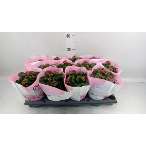 Kalanchoe blos.   ..rosebud