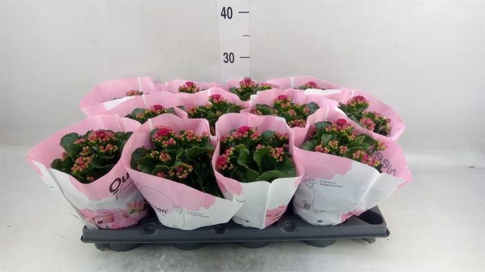 <h4>Kalanchoe blos.   ..rosebud</h4>