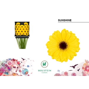 GE MI Sunshine diamond x60