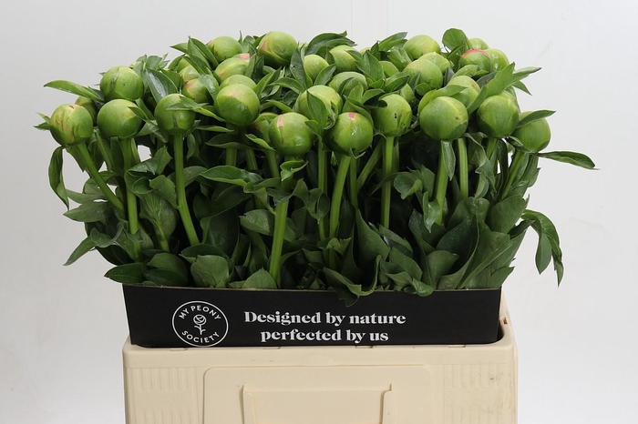 <h4>Paeonia Kingsday</h4>