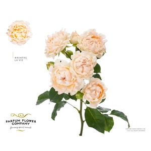 Rosa Spray #Ashtags La Vie