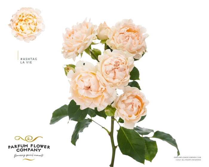 <h4>Rosa Spray #Ashtags La Vie</h4>