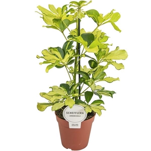 Schefflera arboricola 'Melanie'