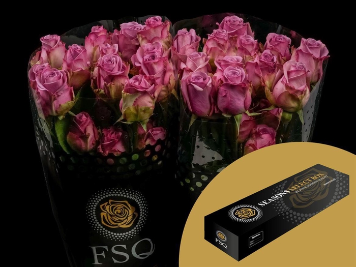 <h4>R GR Cool Water Box</h4>