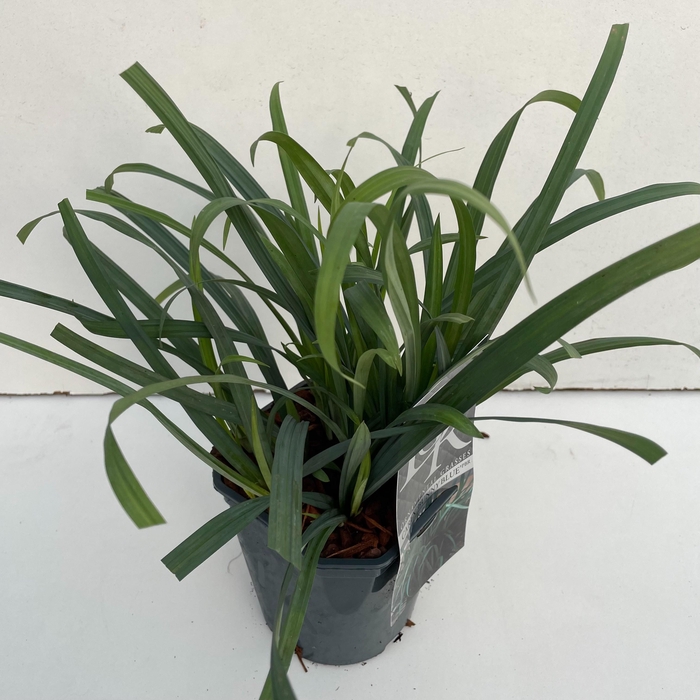 <h4>Graminées Carex 'Bunny Blue'</h4>