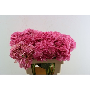 Hydrangea Magical Charm
