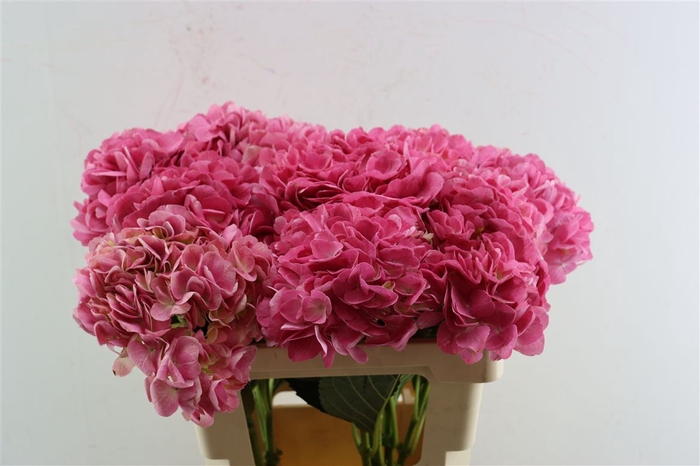 <h4>Hydrangea Magical Charm</h4>