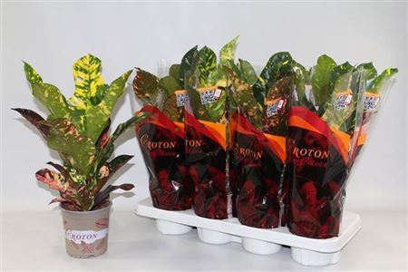 <h4>Codiaeum variegatum 'Magnificent'</h4>
