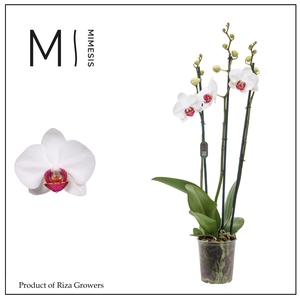 Phalaenopsis Red Eye 3 spike - 12cm | Mimesis