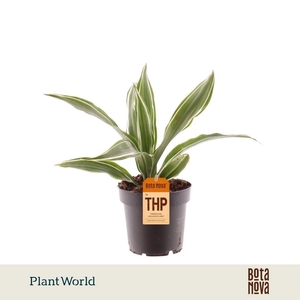 Dracaena Fragrans Warneckei