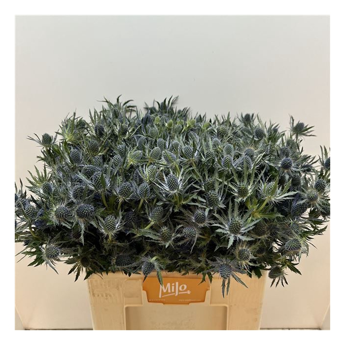 <h4>ERYN MAG BLUE LAGOON</h4>