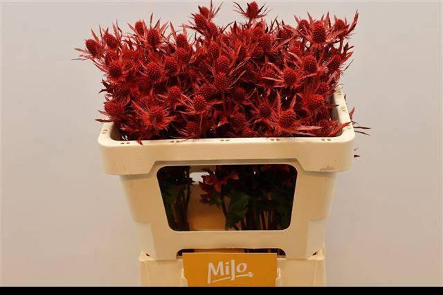 <h4>ERYN PL OV KLB H%</h4>