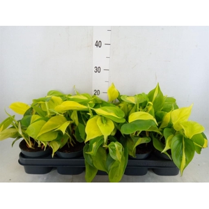 Philodendron scand. 'Brasil'