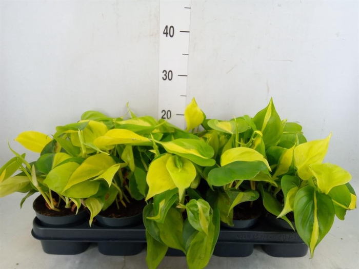 <h4>Philodendron scand. 'Brasil'</h4>