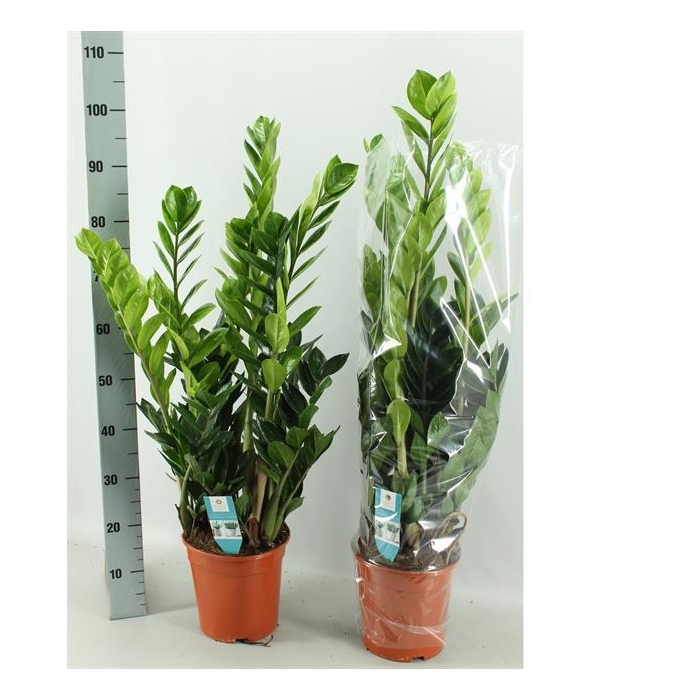 <h4>Zamioculcas zamifolia 21Ø 110cm 10st</h4>