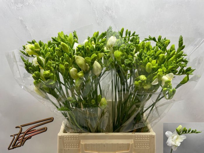 <h4>FR DU VOLANTE</h4>