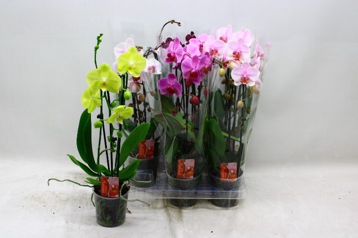 <h4>PHAL EL CASCADE</h4>
