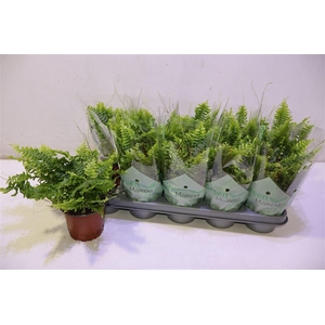 arr8 Nephr Ex Green Momen