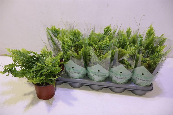 <h4>arr8 Nephr Ex Green Momen</h4>