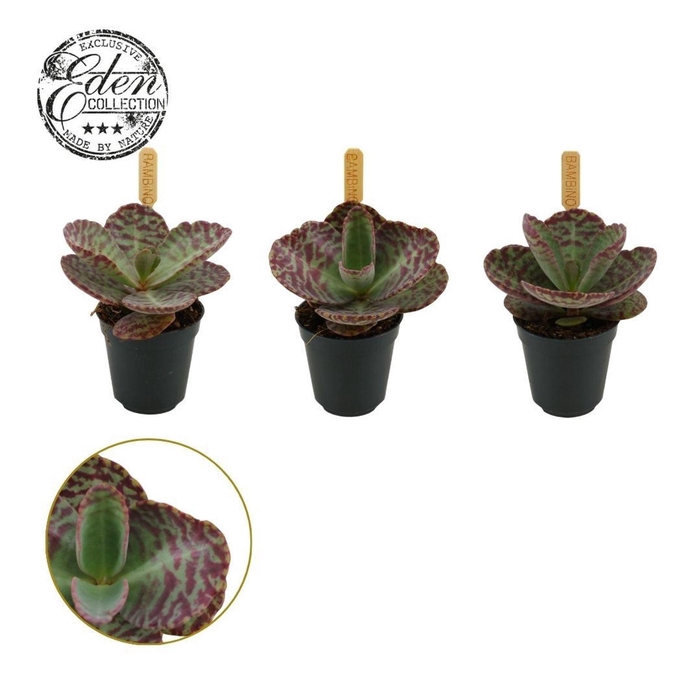 Kalanchoe humilis Surprising Desert