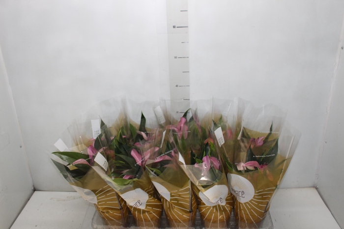 <h4>ANTHURIUM ZIZOU P12</h4>