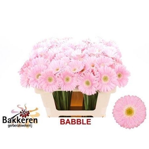 Ge Mi Babble 08 CM,AQUA,(NL),(20)