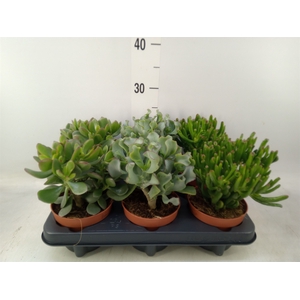 Crassula   ...mix