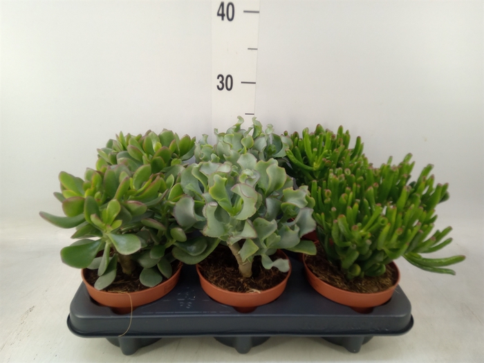 <h4>Crassula   ...mix</h4>