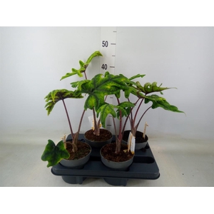 Alocasia   ...