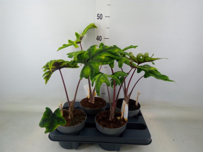 <h4>Alocasia   ...</h4>