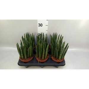 Sansevieria cyl.  ...