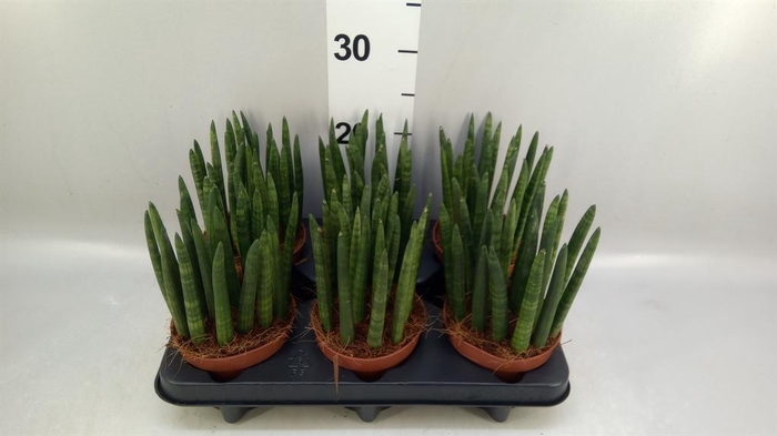 <h4>Sansevieria cyl.  ...</h4>