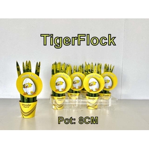 Sansevieria Cylindrica 8Ø 28cm