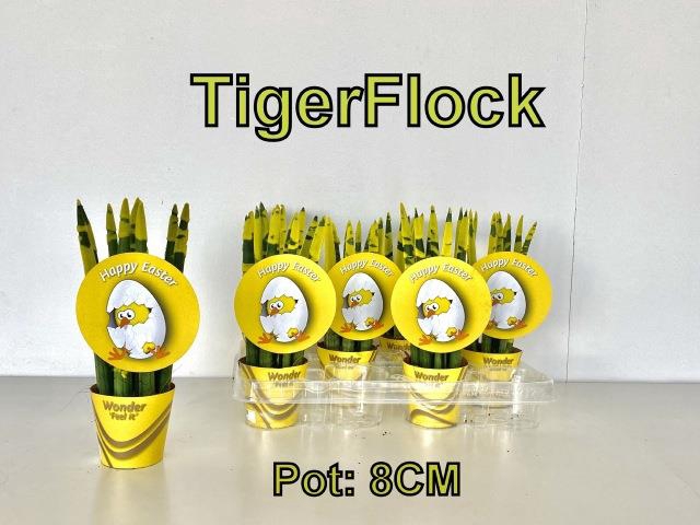 Sansevieria Cylindrica 8Ø 28cm