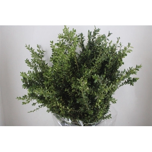 Buxus Green P Bunch