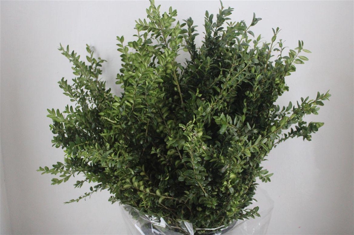 <h4>Buxus Green P Bunch</h4>