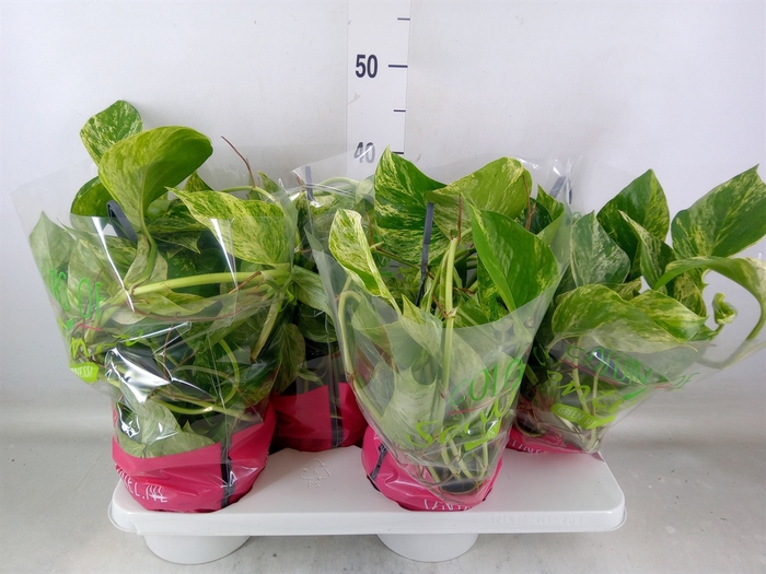 <h4>Epipremnum pinn. 'Marble Queen'  HG</h4>