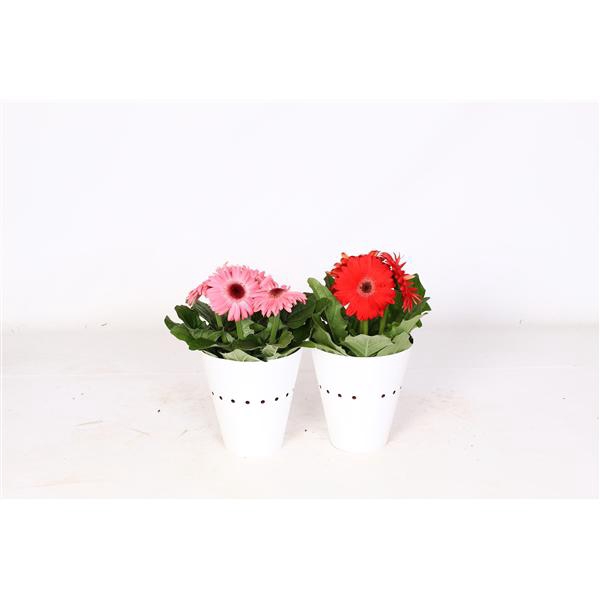 <h4>Gerbera 12cm 2+bl witte potcover enkel bloemig</h4>