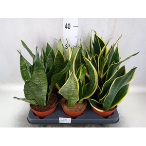 Sansevieria trifa.   ...