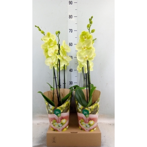 Phalaenopsis  'FC Sunshower'