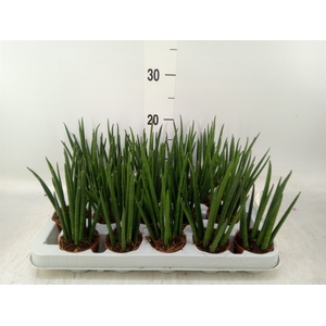 Sansevieria bacularis